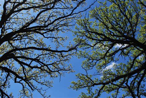 Banco De Imagens Natureza Floresta Ramo Flor Plantar Céu Luz