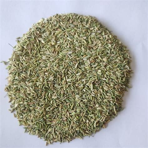 Green Sortex Clean Fennel Seed Packaging Type Loose At Rs 135 Kg In