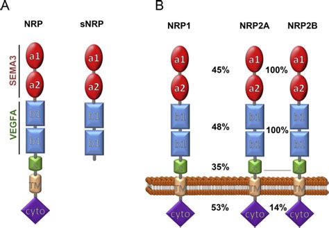 Structure Of Nrp1 Nrp2 And Their Splice Variants A Schematic