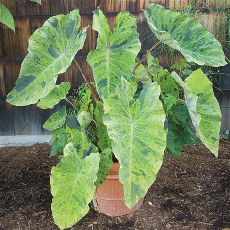 Elephant Ear Bulbs For Planting Live Colocasia Esculenta Elephant Ear