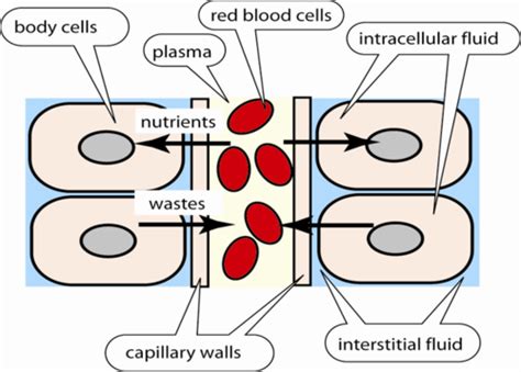 Fluid Compartments And Cells Flashcards Quizlet