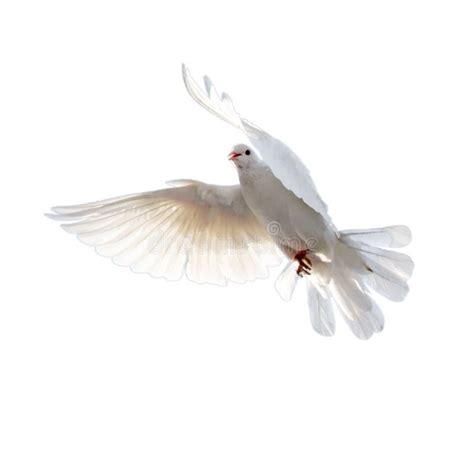 White Dove On A White Background Stock Photo Image Of Hope Flight