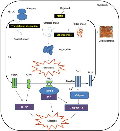 Figure 1 From Endoplasmic Reticulum Stress Responses And Apoptosis