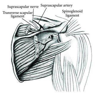 PDF Suprascapular Nerve Is It Important In Cuff Pathology