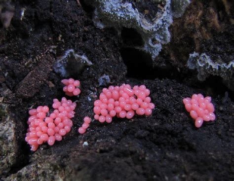 Rhamphotheca Two Pink Slime Molds From