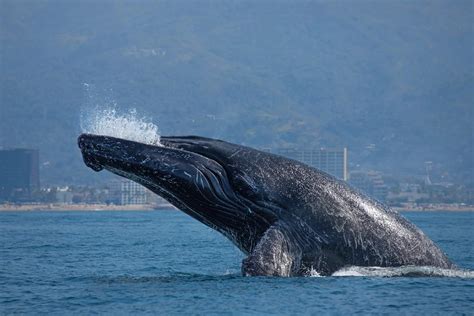 12 Tips to Make the Most of Malecón Puerto Vallarta at Any Time of Day