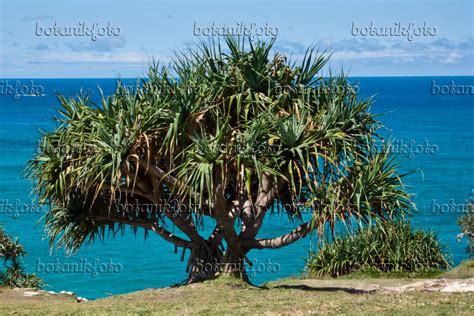 Bilder Pandanus tectorius Bilder von Pflanzen und Gärten botanikfoto