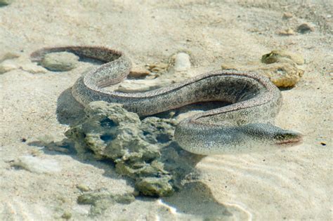 Peppered Moray Gymnothorax Pictus Paul Asman And Jill Lenoble Flickr