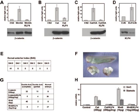 Klf4 Inhibits Wnt ␤ Catenin Signaling A Klf4 Inhibited