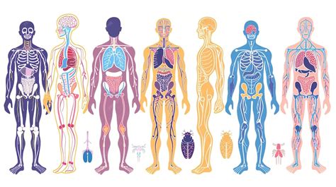 human anatomy diagram showing  skeletal muscular nervous respiratory
