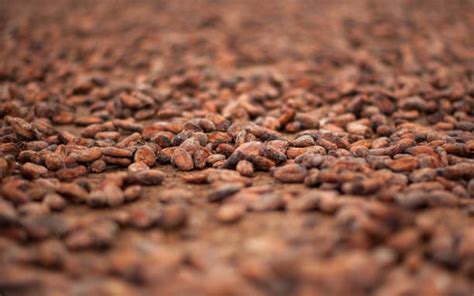 60+ Cocoa Farm Africa Stock Photos, Pictures & Royalty-Free Images - iStock