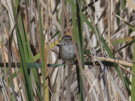 Swamp Sparrow Peterschneekloth Flickr