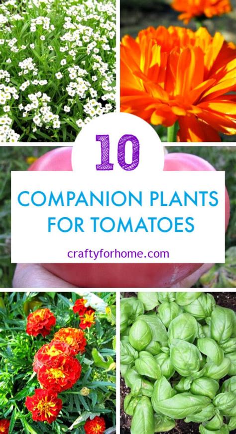 Companion Plants To Grow With Tomatoes Crafty For Home