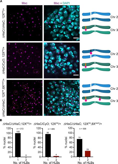 Coordinated Expression Of Replication Dependent Histone Genes From