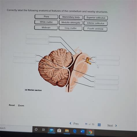 Solved Correctly Label The Following Anatomical Features Of