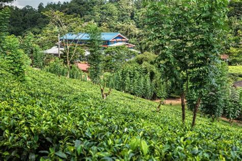 Ceylon tea plantation Stock Photos, Royalty Free Ceylon tea plantation Images | Depositphotos