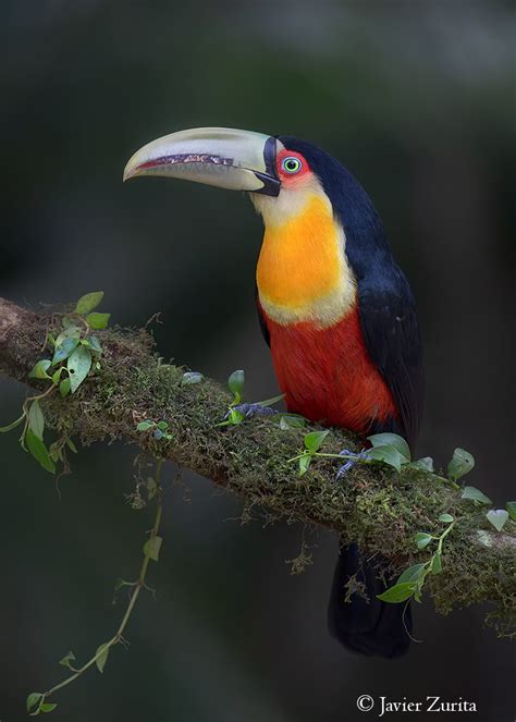 Join us for Brazil Rainforest Photo Tour | Trogon Photo Tours