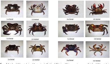 Mangrove Crab Singapore Good Quality | www.gbu-presnenskij.ru