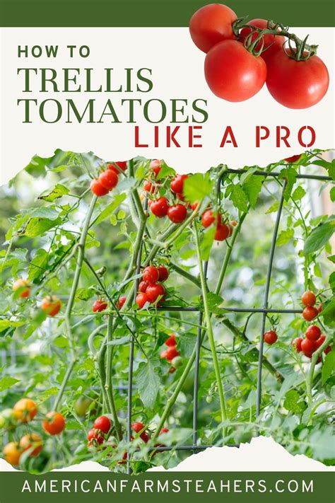 How to Trellis Tomatoes the Easy Way: Trellis Like A Pro