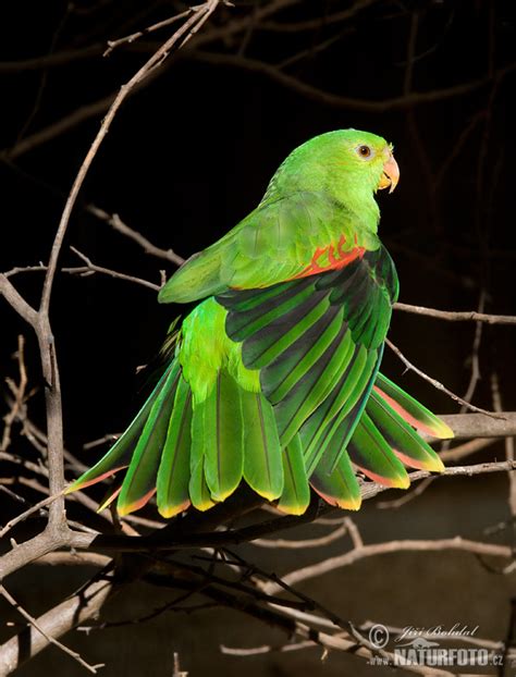 Red Winged Parrot Photos Red Winged Parrot Images Nature Wildlife