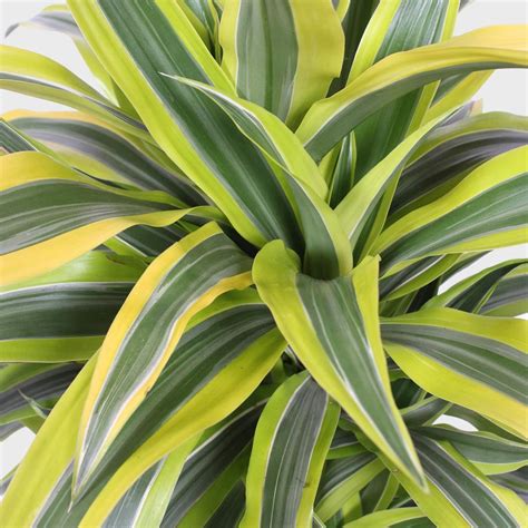 Dracaena Fragrans Lemon Lime 90 Cm