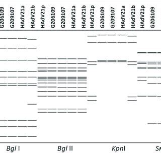 Transcriptional Map And Genome Organization Of Hadv Strain