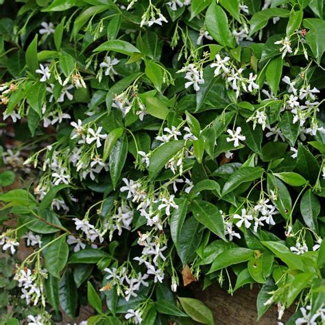 Buy Trachelospermum Jasminoides From Fernview Nurseries