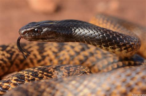 Western Brown Snake Pseudonaja Mengdeni Kings Canyon Re Flickr