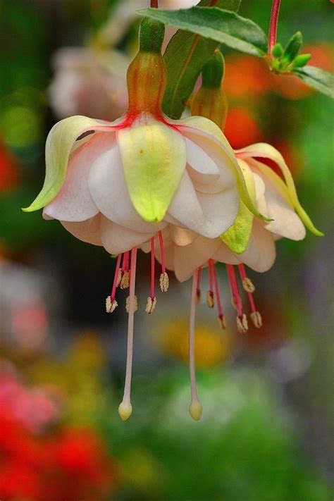 How To Grow Fuchsias Indoors Learn About Fuchsia Plant Care Indoors Artofit