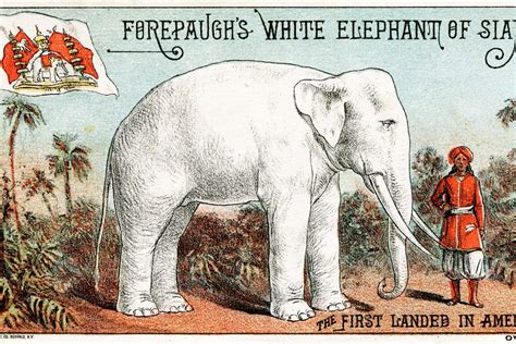 Why Do We Say White Elephant Origin Meaning Useless T Historyextra