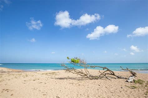 Boom Op Het Strand En De Zee Pointe Allègre Sainte Rose Guadeloupe