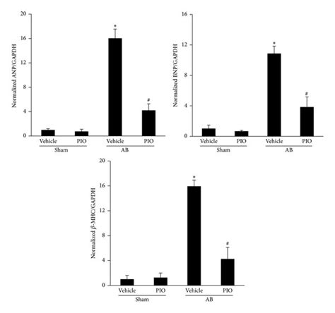 Pio Inhibited Cardiac Hypertrophy In Vivo A Echocardiography Results