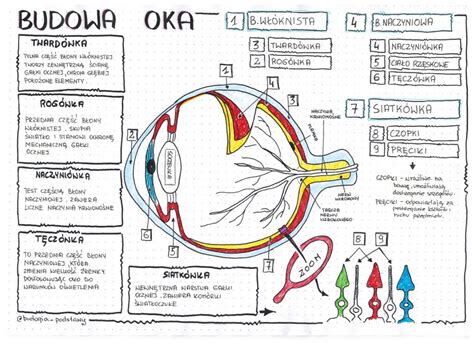 Budowa Oka Klasa 7 Sketchnotka • Złoty Nauczyciel