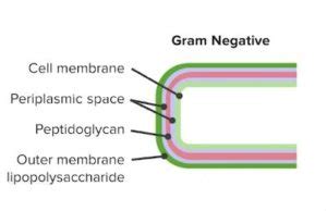 Lipopolysaccharide (LPS) Layer • Microbe Online