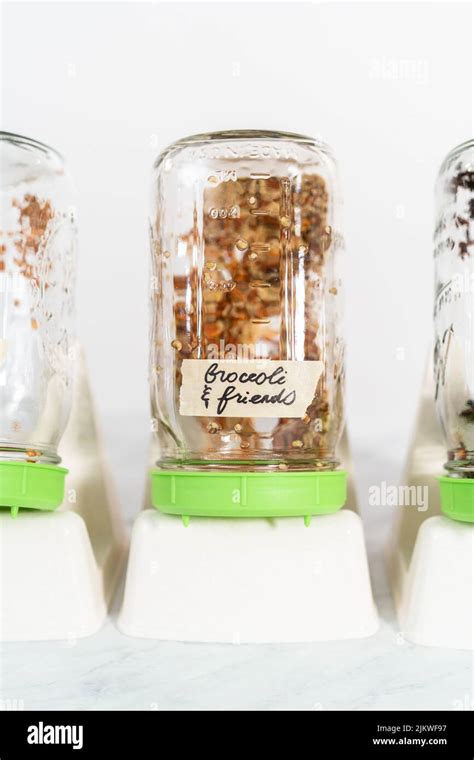 Growing sprouts in a jar Stock Photo - Alamy