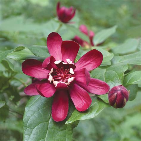 Sweet Shrub Calycanthus Floridus Degroot