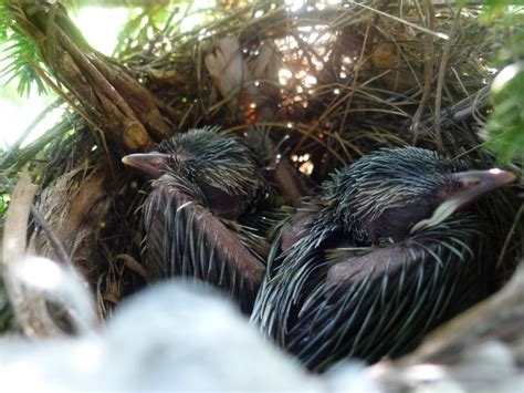 Gooddaykids: Baby birds in nest