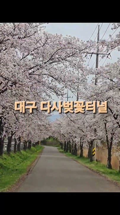 나만 알고 싶은 대구벚꽃명소 대구다사벚꽃터널 대구여행 벚꽃터널 대구다사벚꽃 벚꽃놀이 대구여행 벚꽃엔딩 대구벚꽃명소