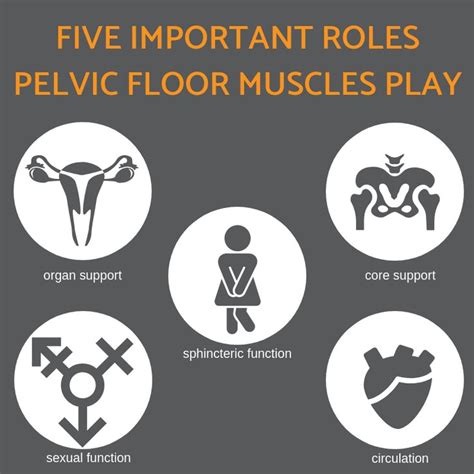 Five Important Roles Pelvic Floor Muscles Play Pelvic Floor