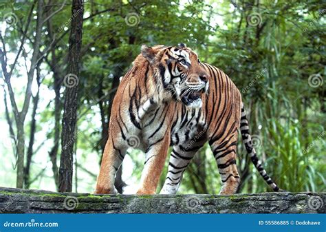 Tiger Indonesia stock image. Image of closeup, indonesia - 55586885