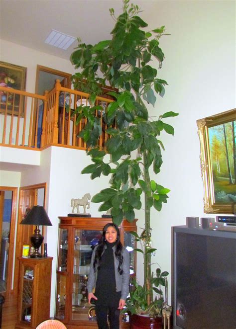 Learn To Grow Giant Indoor Plants Avocado Tree And Bird Of Paradise