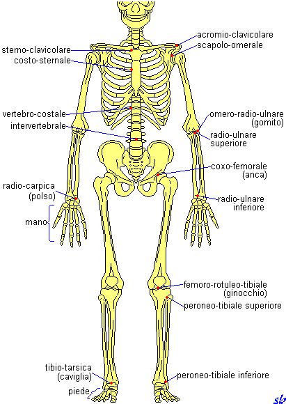 Quali Sono Le Ossa Lunghe E Piatte