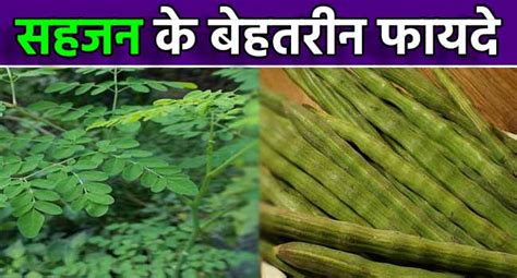 सहजन के फायदे उपयोग और नुकसान Moringa In Hindi Meaning