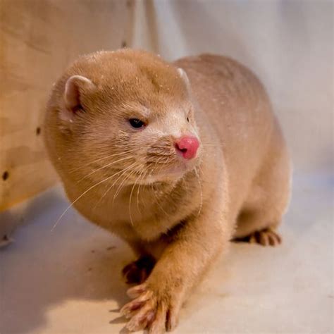 Actually Kim Kardashian Got Totally Naked For That Shoot