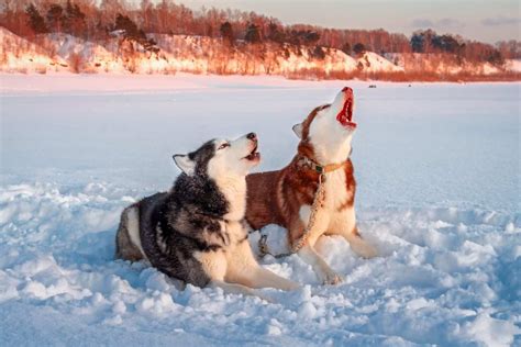 Husky Howling: Why Huskies Howl And What You Can Do About It