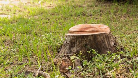 How To Remove A Tree Stump 5 Ways To Deal With Stumps Pyracantha Co Uk