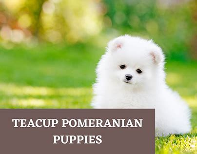 Pomeranians Projects | Photos, videos, logos, illustrations and branding on Behance