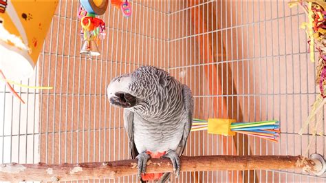 My African Grey Reacts To New Aviary Set Up How To Set Up A Parrot