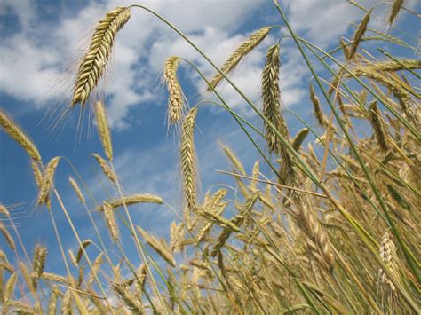 Immagini Belle Natura Cielo Prato Orzo Grano Prateria Seme