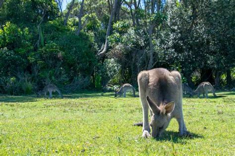 Was Essen K Ngurus Alles Zur K Ngurunahrung Lucky Kangaroos